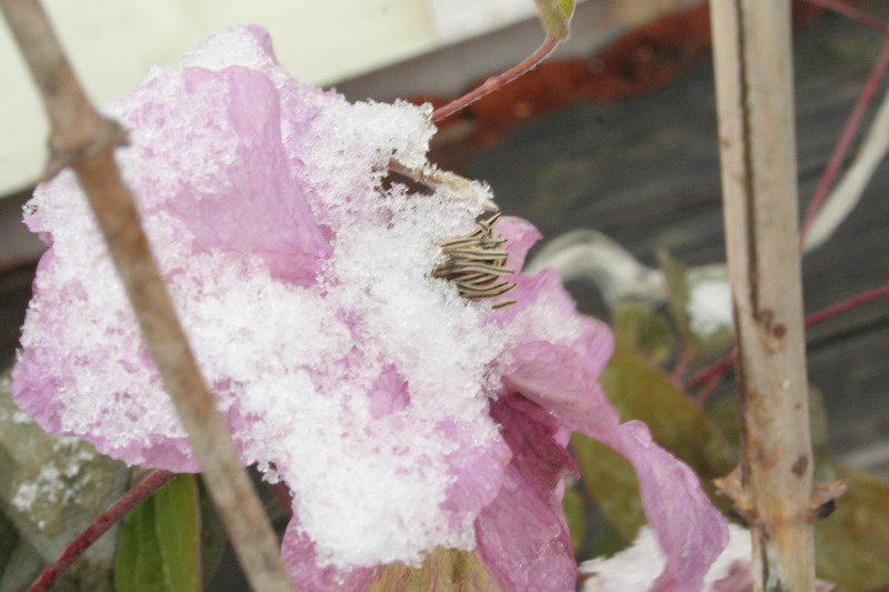 IMG_0781.jpg1.jpg"%20height="533"%20width="800